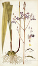 Limodorum tuberosum - Nikolaus Joseph Freiherr von Jacquin — widok dzieła