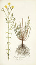 Linum africanum - Nikolaus Joseph Freiherr von Jacquin — widok dzieła