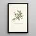 Lithospermum tenuiflorum - Nikolaus Joseph Freiherr von Jacquin — oprawiony obraz na ścianie