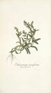 Lithospermum tenuiflorum - Nikolaus Joseph Freiherr von Jacquin — widok dzieła
