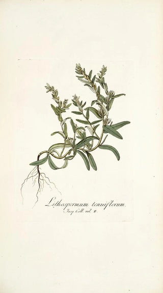Nikolaus Joseph Freiherr von Jacquin - Lithospermum tenuiflorum.webp