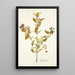 Lonicera tartarica - Nikolaus Joseph Freiherr von Jacquin — oprawiony obraz na ścianie