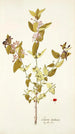 Lonicera tartarica - Nikolaus Joseph Freiherr von Jacquin — widok dzieła