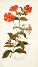 Lychnis grandiflora - Nikolaus Joseph Freiherr von Jacquin — widok dzieła