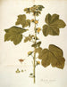 Malachea alceaefolia - Nikolaus Joseph Freiherr von Jacquin — widok dzieła