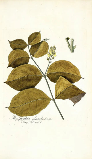 Nikolaus Joseph Freiherr von Jacquin - Malpighia glandulosa.webp