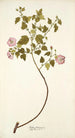 Malva balsamica - Nikolaus Joseph Freiherr von Jacquin — widok dzieła