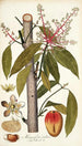 Mangifera indica - Nikolaus Joseph Freiherr von Jacquin — widok dzieła