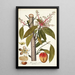 Mangifera indica - Nikolaus Joseph Freiherr von Jacquin — oprawiony obraz na ścianie