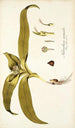 Melanthium eucomoides - Nikolaus Joseph Freiherr von Jacquin — widok dzieła