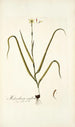 Melanthium uniflorum - Nikolaus Joseph Freiherr von Jacquin — widok dzieła