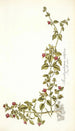 Mesembryanthemum cordifolium - Nikolaus Joseph Freiherr von Jacquin — widok dzieła