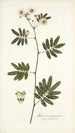 Mimosa caracasana - Nikolaus Joseph Freiherr von Jacquin — widok dzieła