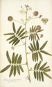 Mimosa portoricensis - Nikolaus Joseph Freiherr von Jacquin — widok dzieła