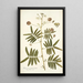 Mimosa portoricensis - Nikolaus Joseph Freiherr von Jacquin — oprawiony obraz na ścianie
