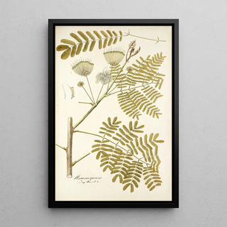 Nikolaus Joseph Freiherr von Jacquin - Mimosa speciosa.webp