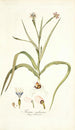 Moraea sordescens - Nikolaus Joseph Freiherr von Jacquin — widok dzieła