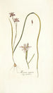 Moraea vegeta - Nikolaus Joseph Freiherr von Jacquin — widok dzieła