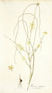 Moraea virgata - Nikolaus Joseph Freiherr von Jacquin — widok dzieła
