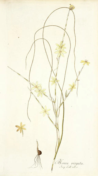 Nikolaus Joseph Freiherr von Jacquin - Moraea virgata.webp