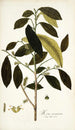 Morus mauritiana - Nikolaus Joseph Freiherr von Jacquin — widok dzieła