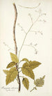 Myagrum arborescens - Nikolaus Joseph Freiherr von Jacquin — widok dzieła