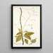Myagrum arborescens - Nikolaus Joseph Freiherr von Jacquin — oprawiony obraz na ścianie