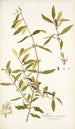 Myrica segregata - Nikolaus Joseph Freiherr von Jacquin — widok dzieła
