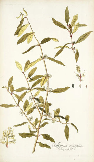 Nikolaus Joseph Freiherr von Jacquin - Myrica segregata.webp