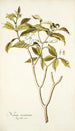 Nerium coronarium - Nikolaus Joseph Freiherr von Jacquin — widok dzieła