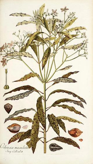 Nikolaus Joseph Freiherr von Jacquin - Ochrosia maculata.webp