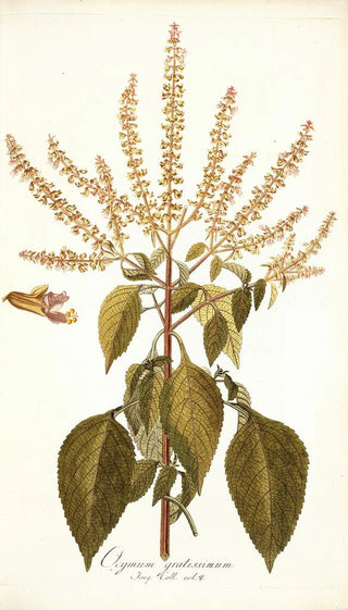 Nikolaus Joseph Freiherr von Jacquin - Ocymum gratissimum.webp