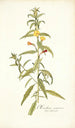 Oenothera nocturna - Nikolaus Joseph Freiherr von Jacquin — widok dzieła