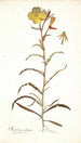 Oenothera odorata - Nikolaus Joseph Freiherr von Jacquin — widok dzieła