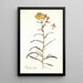 Oenothera odorata - Nikolaus Joseph Freiherr von Jacquin — oprawiony obraz na ścianie