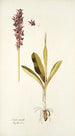 Orchis mascula - Nikolaus Joseph Freiherr von Jacquin — widok dzieła
