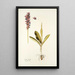 Orchis mascula - Nikolaus Joseph Freiherr von Jacquin — oprawiony obraz na ścianie