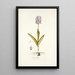 Orchis militaris - Nikolaus Joseph Freiherr von Jacquin — oprawiony obraz na ścianie
