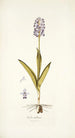 Orchis militaris - Nikolaus Joseph Freiherr von Jacquin — widok dzieła