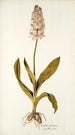 Orchis moravica - Nikolaus Joseph Freiherr von Jacquin — widok dzieła