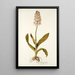 Orchis moravica - Nikolaus Joseph Freiherr von Jacquin — oprawiony obraz na ścianie