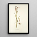 Orchis palustris - Nikolaus Joseph Freiherr von Jacquin — oprawiony obraz na ścianie
