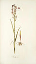 Orchis palustris - Nikolaus Joseph Freiherr von Jacquin — widok dzieła