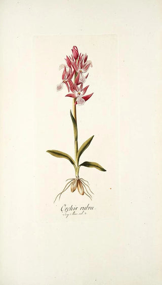 Nikolaus Joseph Freiherr von Jacquin - Orchis rubra.webp