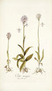 Orchis variegata - Nikolaus Joseph Freiherr von Jacquin — widok dzieła