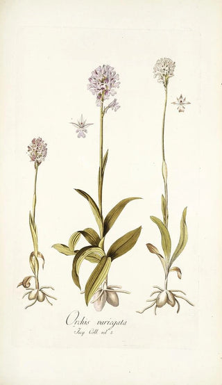 Nikolaus Joseph Freiherr von Jacquin - Orchis variegata.webp