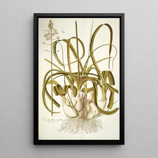 Nikolaus Joseph Freiherr von Jacquin - Ornithogalum caudatum.webp