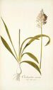 Ornithogalum conicum - Nikolaus Joseph Freiherr von Jacquin — widok dzieła
