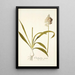 Ornithogalum conicum - Nikolaus Joseph Freiherr von Jacquin — oprawiony obraz na ścianie