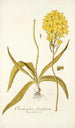 Ornithogalum flavissimum - Nikolaus Joseph Freiherr von Jacquin — widok dzieła